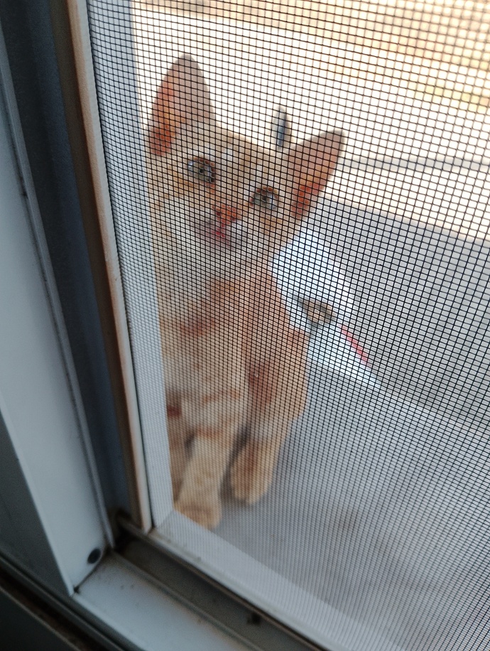 Yavru kedi görünce alasınız geliyor mu?