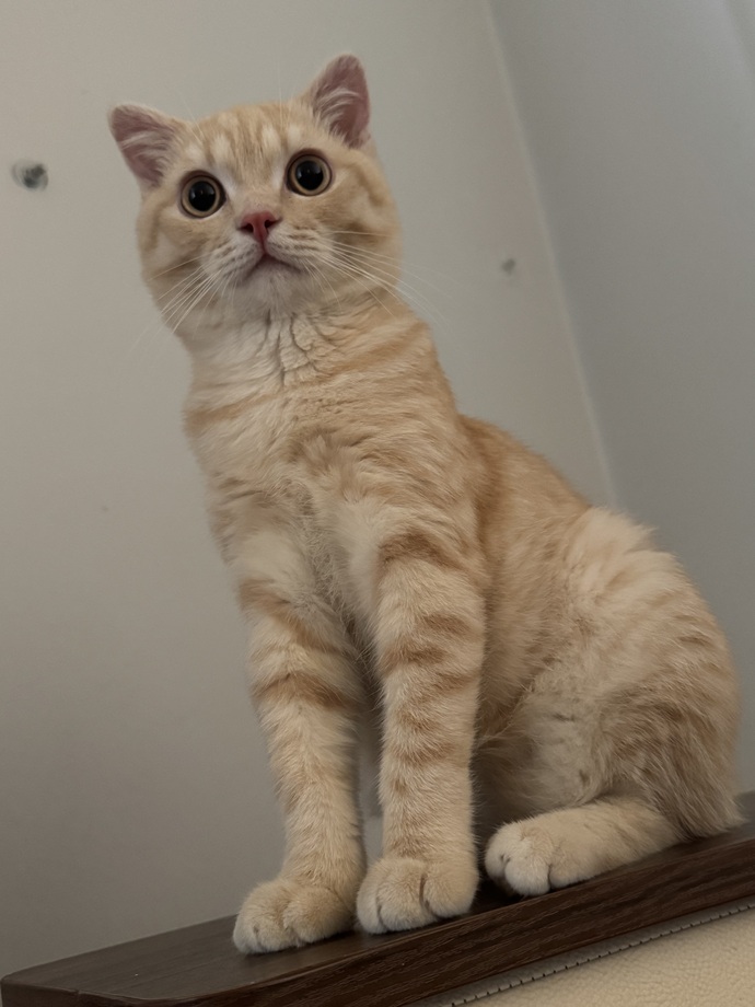 Yavru kedi görünce alasınız geliyor mu?