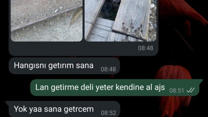 Yavru kedi görünce alasınız geliyor mu?