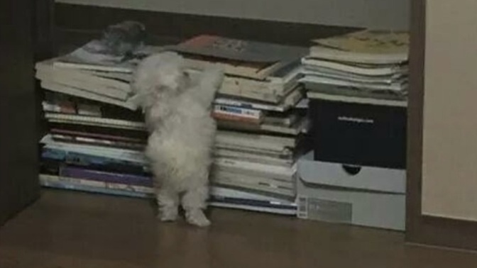 Marketlerin üst raflarındaki ürünlere yetişebiliyor musunuz🙄?