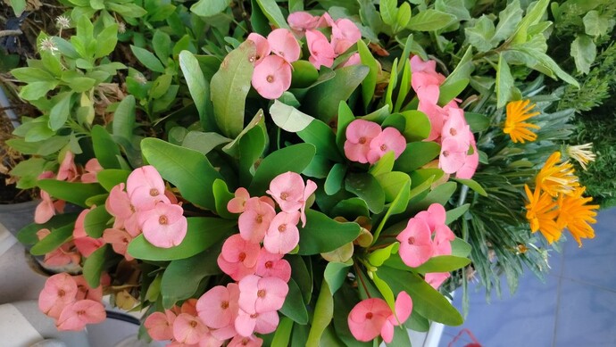 Sizin pembe olan neyiniz var?