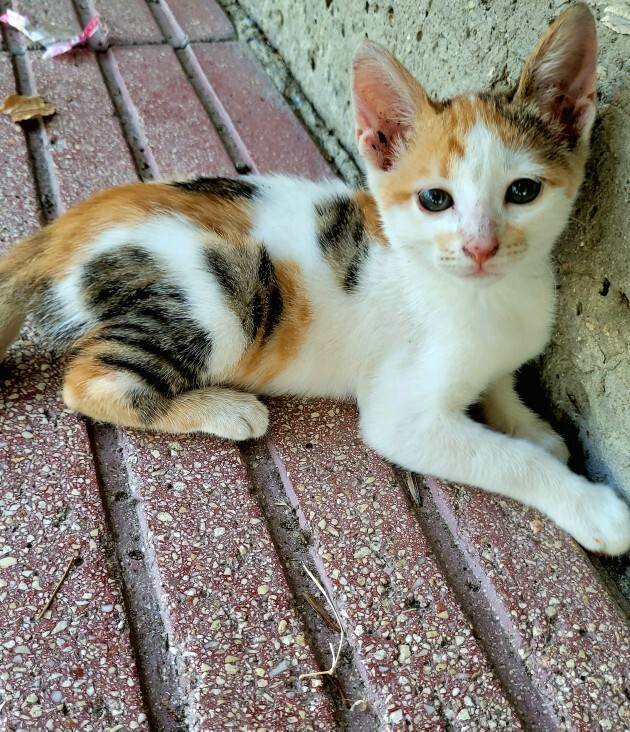 Bu kedinin adı ne olmalı?