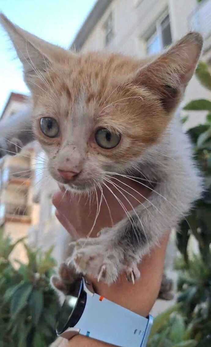Kedilere dokunabilir misin?