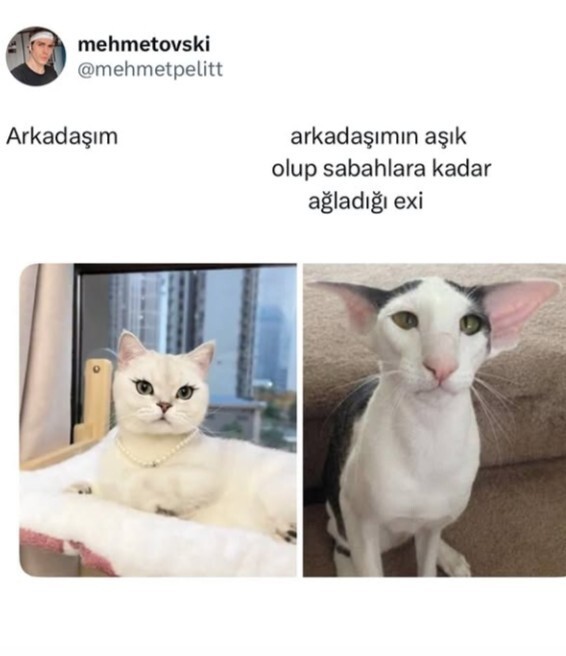 Tonla toksikliği, aldatılmayı, hakareti yaşıyıp yüzük atıp herkese rezil olup yine o kişiyle sevgili olan arkadaşa ne söylerdin?