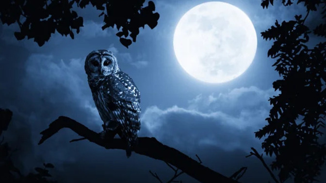 Gece kuşu musun yoksa tavuk musun?