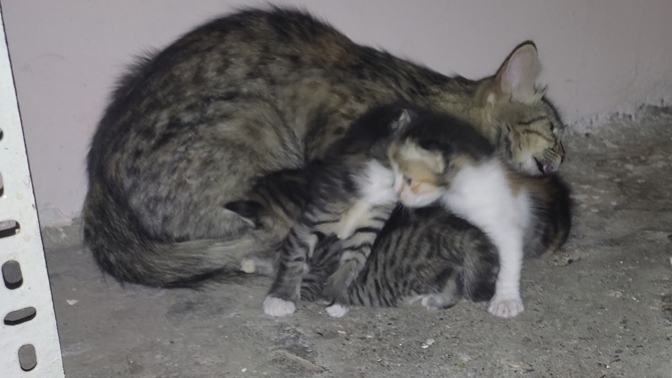 Eviniz de kira vermeden yaşayanlar var mı?