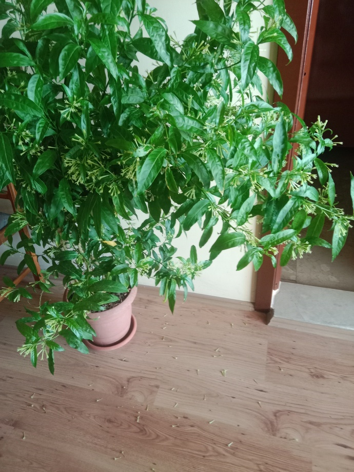 Görüntüsü kötü, boşuna yer kaplıyor denilen çiçekler neden en güzel koku salan çiçeklerdir?