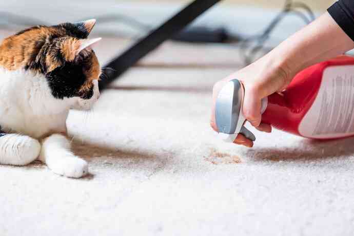 Kedi sahipli bir aile için ev temizliğinde nasıl ürünler kullanılmalı?