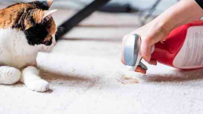 Kedi sahipli bir aile için ev temizliğinde nasıl ürünler kullanılmalı?