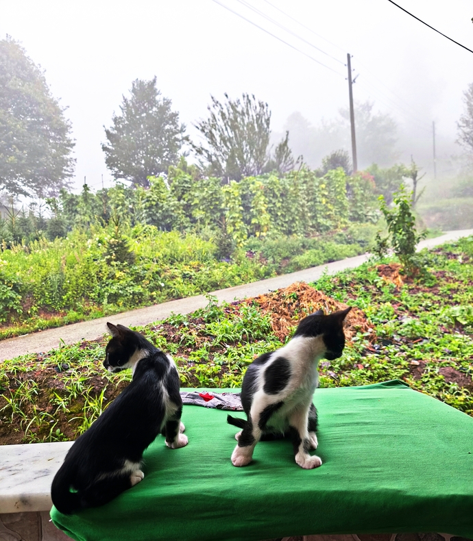 Kedi aşılarının ücreti ne kadar oluyor?