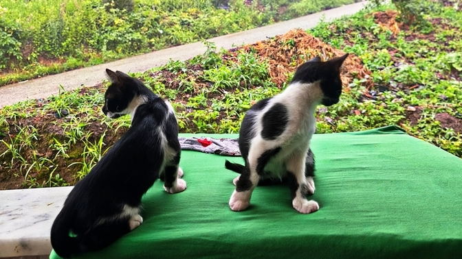 Kedi aşılarının ücreti ne kadar oluyor?