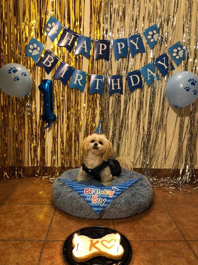 Arkadaşım köpeğinin doğum gününe davet etti, sizce köpek doğum gününe ne hediye götürülür?