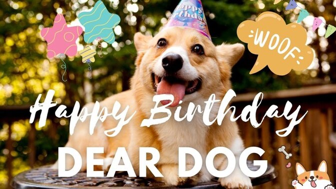 Arkadaşım köpeğinin doğum gününe davet etti, sizce köpek doğum gününe ne hediye götürülür?