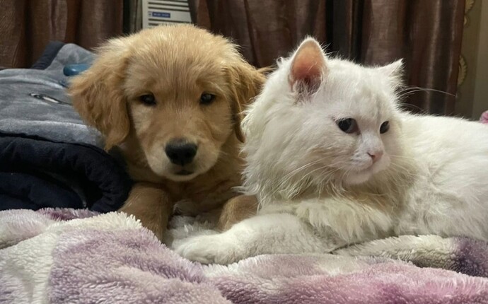Kedi insanı mısın, köpek insanı mı?