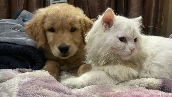 Kedi insanı mısın, köpek insanı mı?