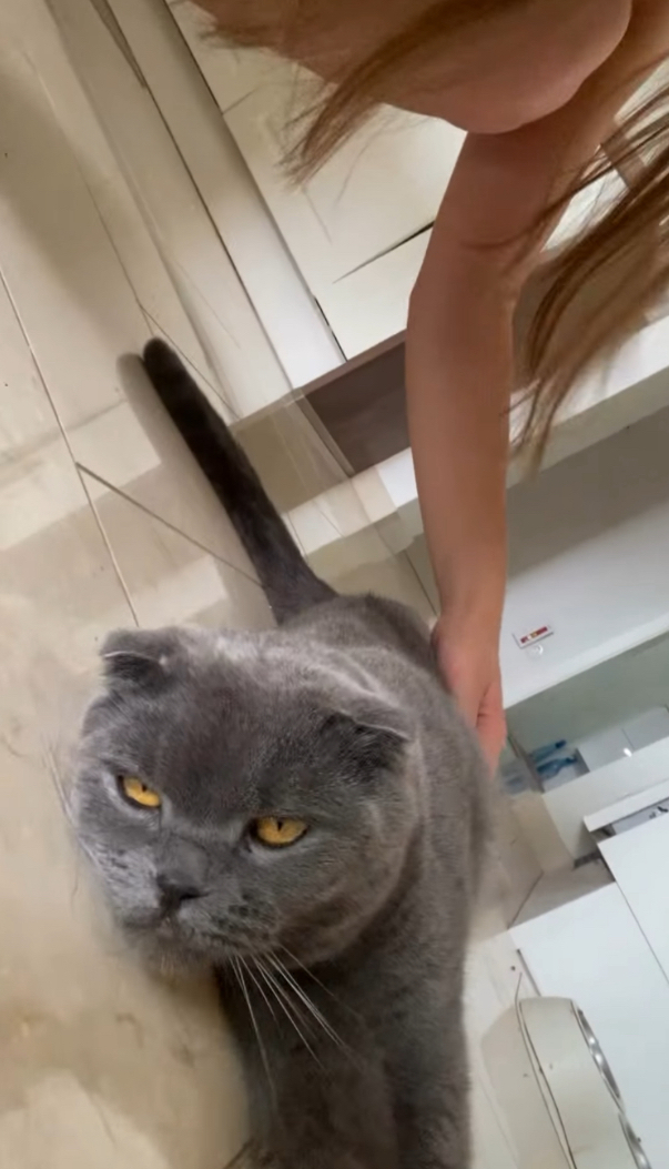 Arkadaşımın kedisi çok tatlı değil mi?