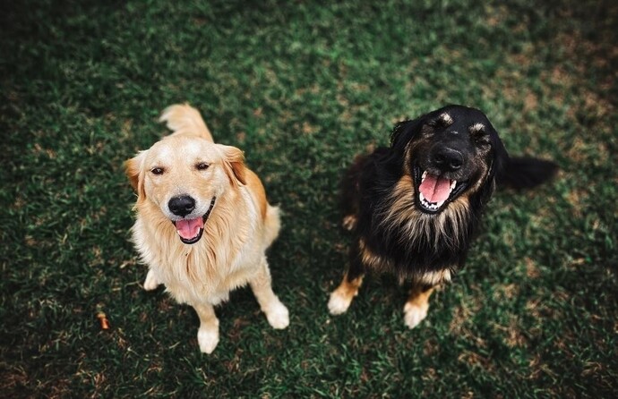Bugün Dünya Köpekler Günüymüş. Kutlamak istedikleriniz var mı?