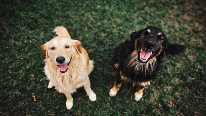 Bugün Dünya Köpekler Günü'ymüş. Kutlamak istedikleriniz var mı?