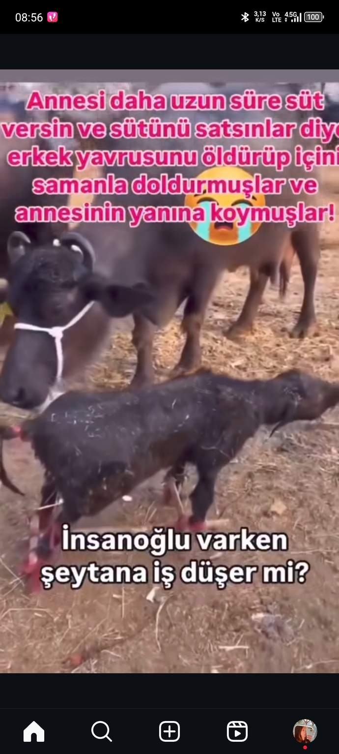 Bu erkekler iyice sapıtmadı mı?
