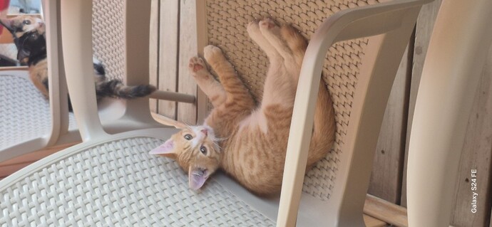 Kedi gibi sevilmek istemek?