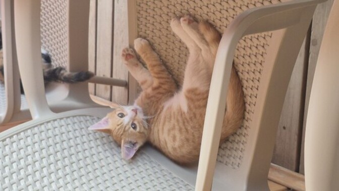 Kedi gibi sevilmek istemek?