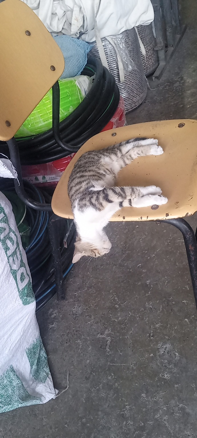 Bu kedi sana böyle sinirli baksa ne yapabilirsin ki?