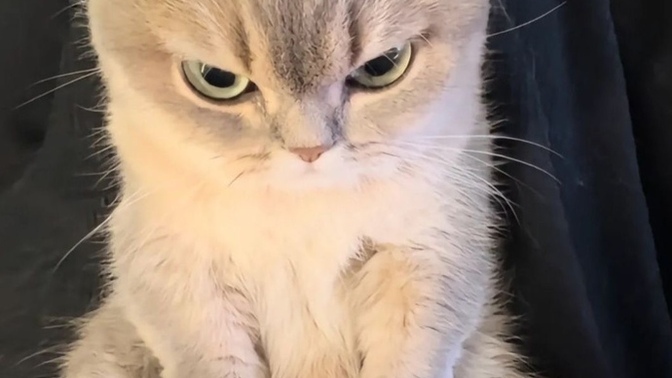 Bu kedi sana böyle sinirli baksa ne yapabilirsin ki?