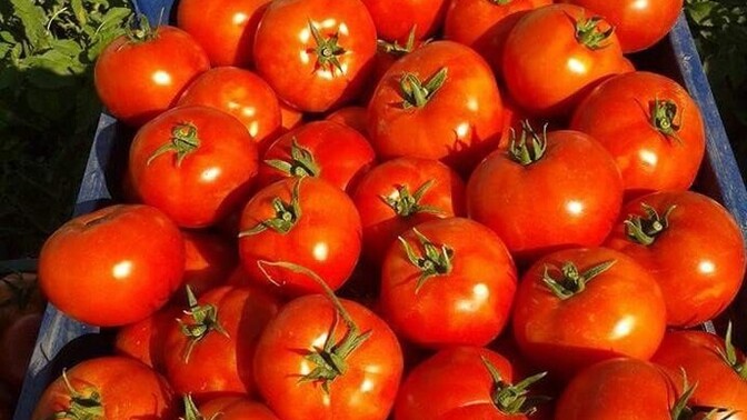 Domates meyve midir, sebze mi?