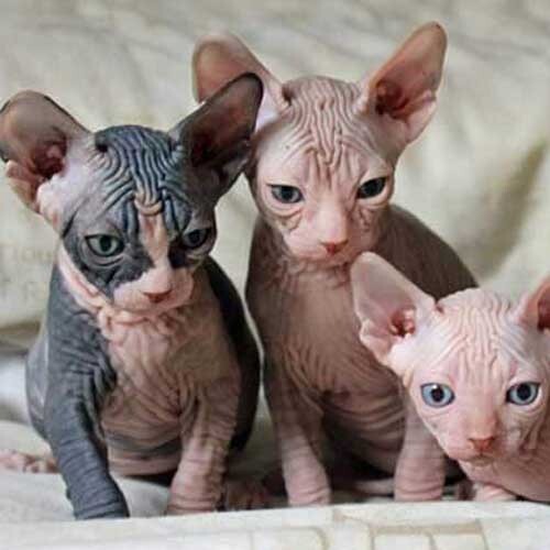 Kedi/köpek tüyüne alerjisi olanlar tüysüz kedi ve köpek alsa yine alerjisi olur mu?