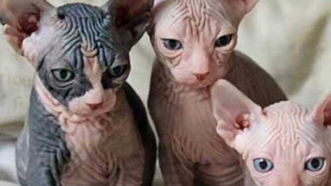 Kedi/köpek tüyüne alerjisi olanlar tüysüz kedi ve köpek alsa yine alerjisi olur mu?