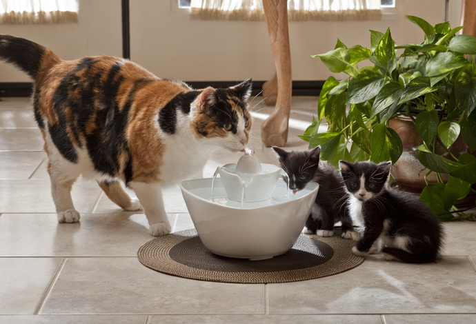 Evde kedilerim var ve her su kabı dolumu = yerler ıslak 😿 Temizliği nasıl daha kolay hale getiriyorsun?