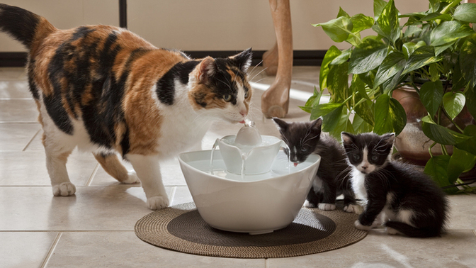 Evde kedilerim var ve her su kabı dolumu = yerler ıslak 😿 Temizliği nasıl daha kolay hale getiriyorsun?