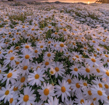 Herkesin böyle papatya tarlası olsun 💐