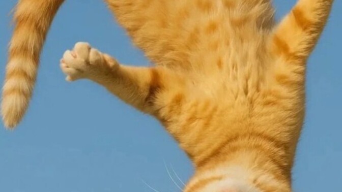 Obez kedi seviyorum normal mi?