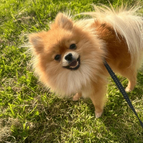 Siz hangi köpek cinsini seviyorsunuz?🐕?