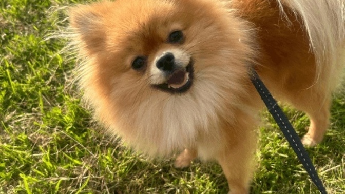 Siz hangi köpek cinsini seviyorsunuz?🐕?