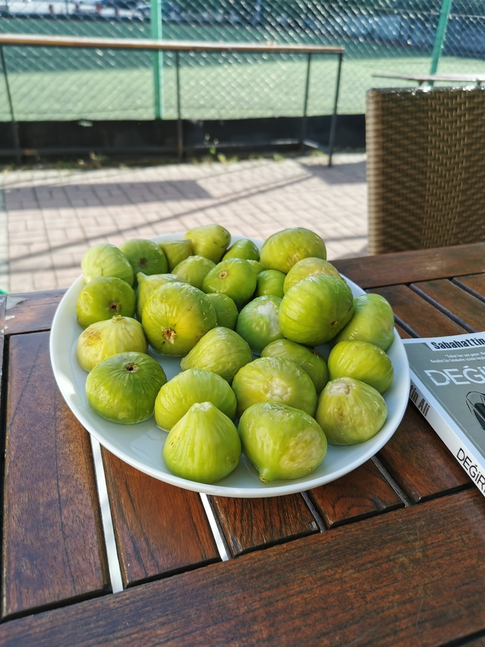 Meyvesini yemek için ağaca tırmanır mısınız yoksa uzaktan sadece bakar mısınız?