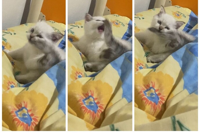 Kedim kuyruğuyla kavga ediyo, nasıl ayırırım?
