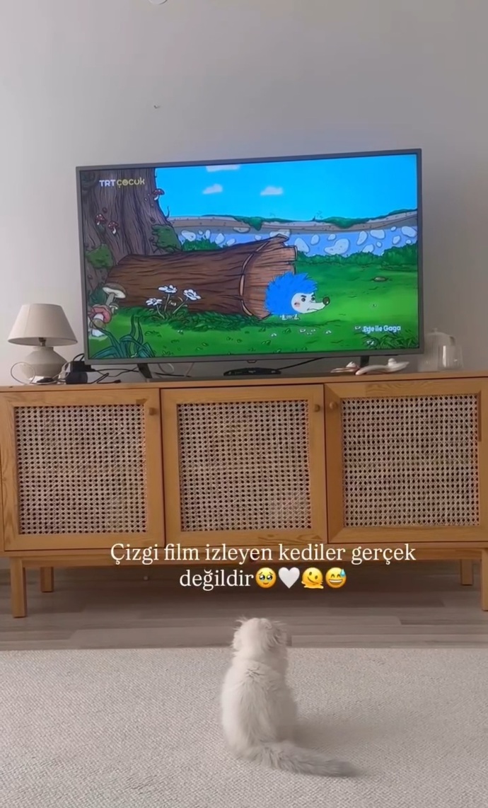 Siz hiç çizgi film bağımlılığı olan kedi gördünüz mü ki yicem ben bunu çok uysal🫠?