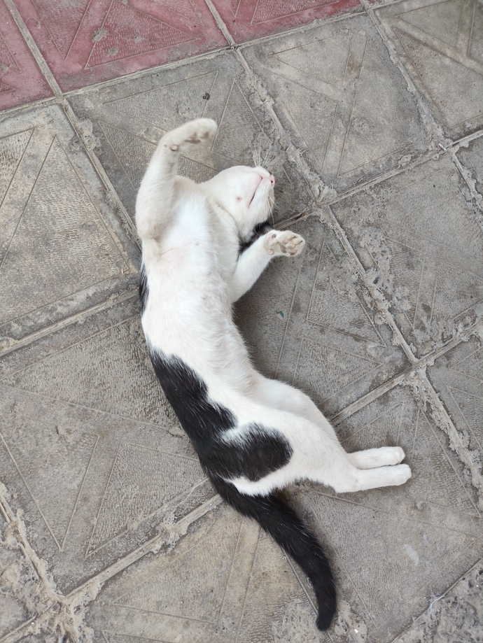 Kedim beni görünce bayılmış numarası yapıyor sizce bu ilgi delisi olduğu için mi yoksa açlıktan mı?🤭🤭🤭?