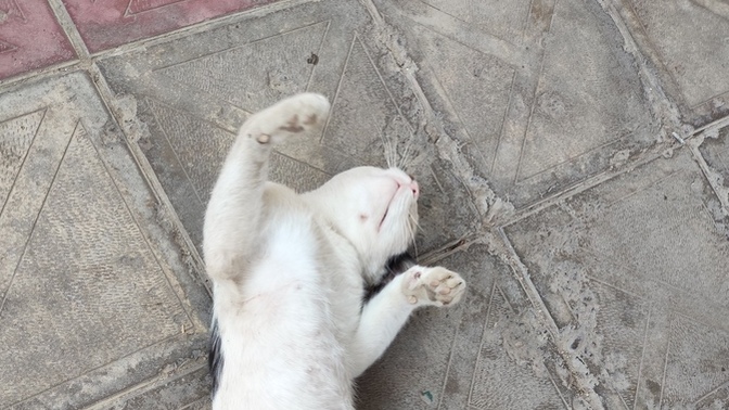 Kedim beni görünce bayılmış numarası yapıyor sizce bu ilgi delisi olduğu için mi yoksa açlıktan mı?🤭🤭🤭?