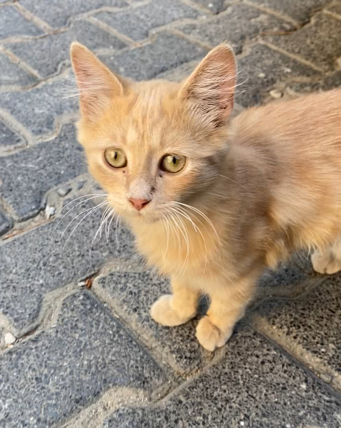 Bunun cinsi ne sokaktaydı?