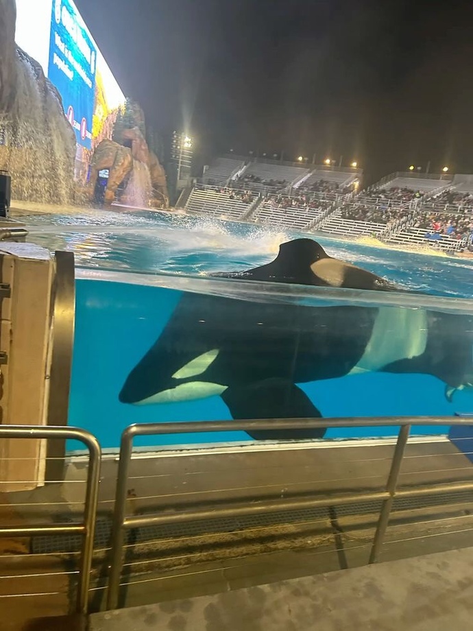 Seaworld Türkiye’de olsa gider miydiniz?