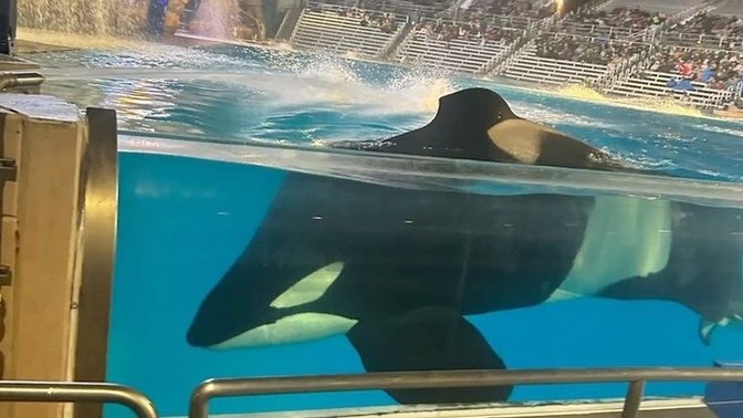 Seaworld Türkiye’de olsa gider miydiniz?