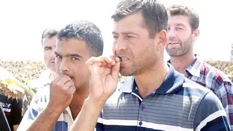kabak çekirdeği