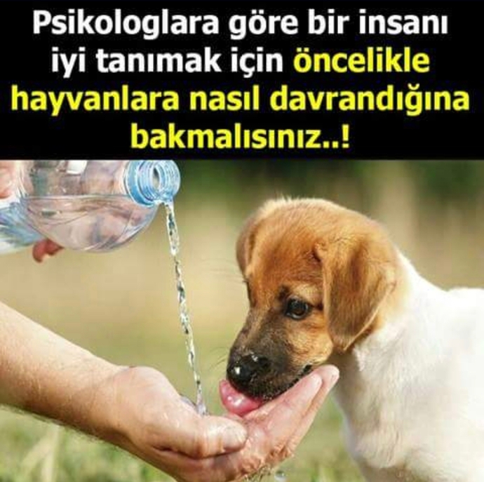 Hayvanları mı daha çok seversiniz? İnsanları mı?
