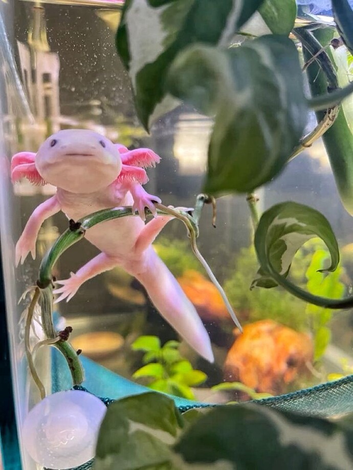Axolotl beslemek ister miydiniz?