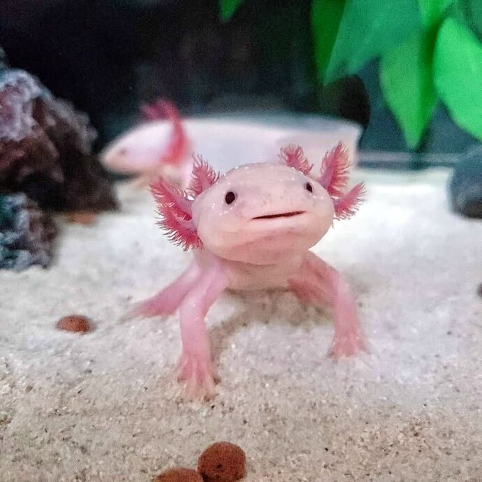 Axolotl beslemek ister miydiniz?