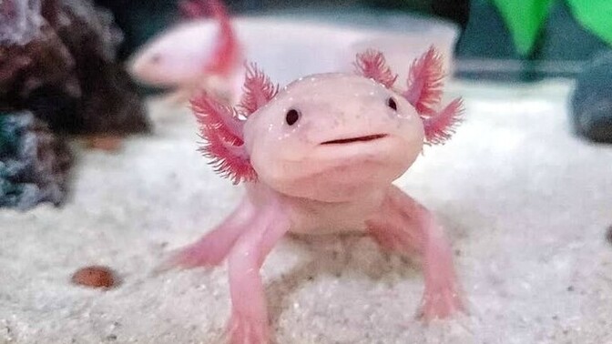 Axolotl beslemek ister miydiniz?
