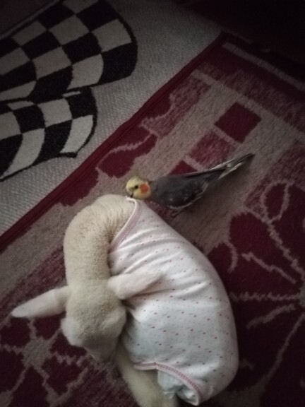 Hayvan sevmeyenden olur mu?